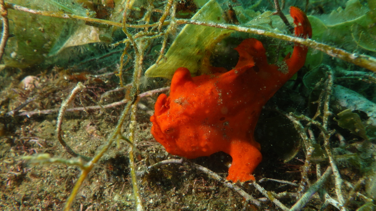 f:id:HTMMarine:20191017111102j:plain