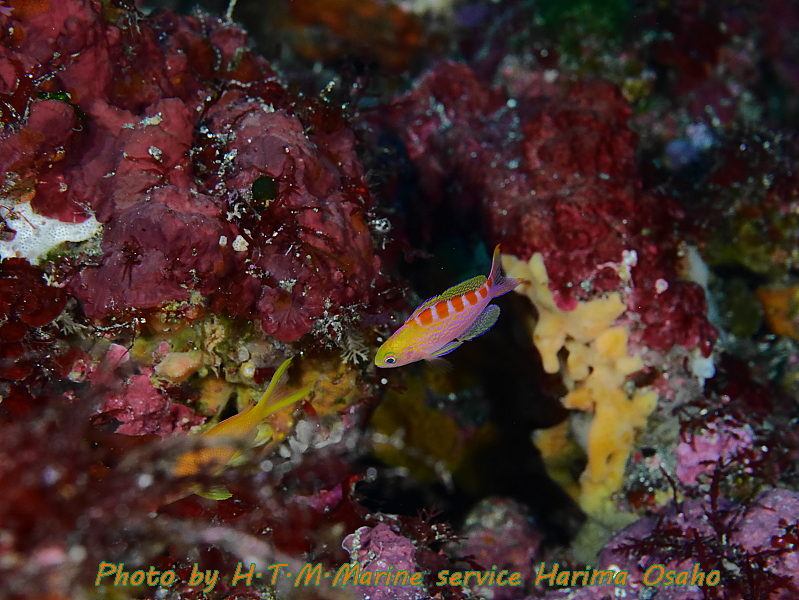 f:id:HTMMarine:20191021174015j:plain f:id:HTMMarine:20191021174015j:plain