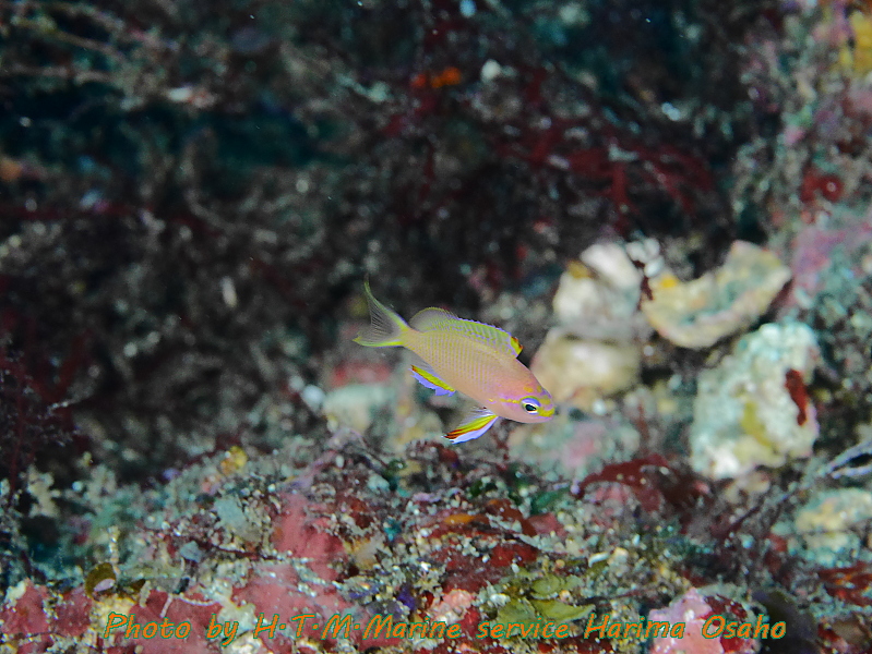 f:id:HTMMarine:20191021174031j:plain f:id:HTMMarine:20191021174031j:plain