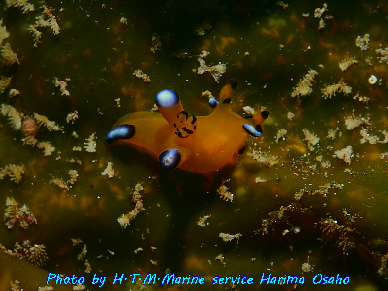 f:id:HTMMarine:20191023005758j:plain