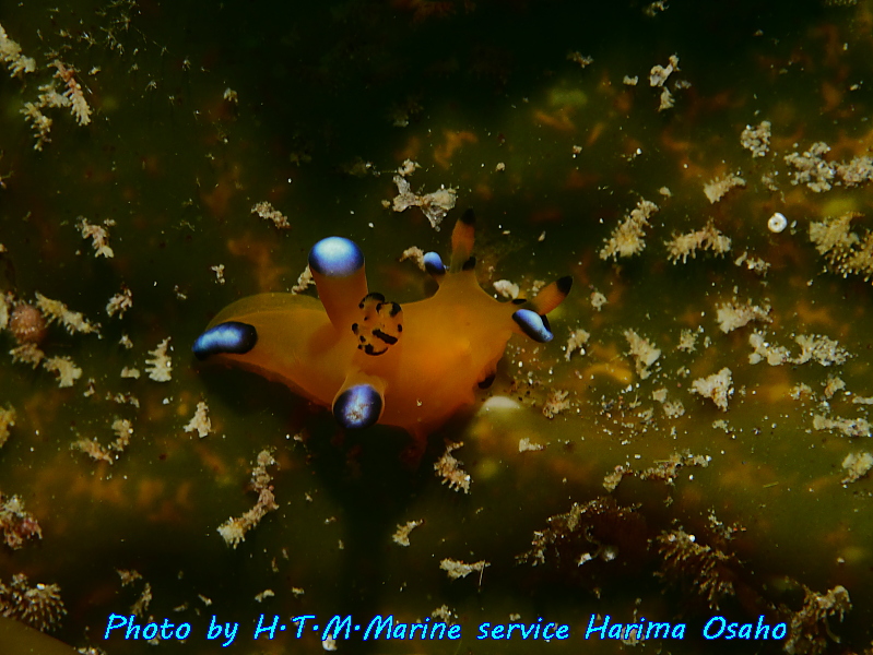 f:id:HTMMarine:20191023005818j:plain