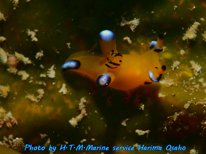 f:id:HTMMarine:20191023005836j:plain
