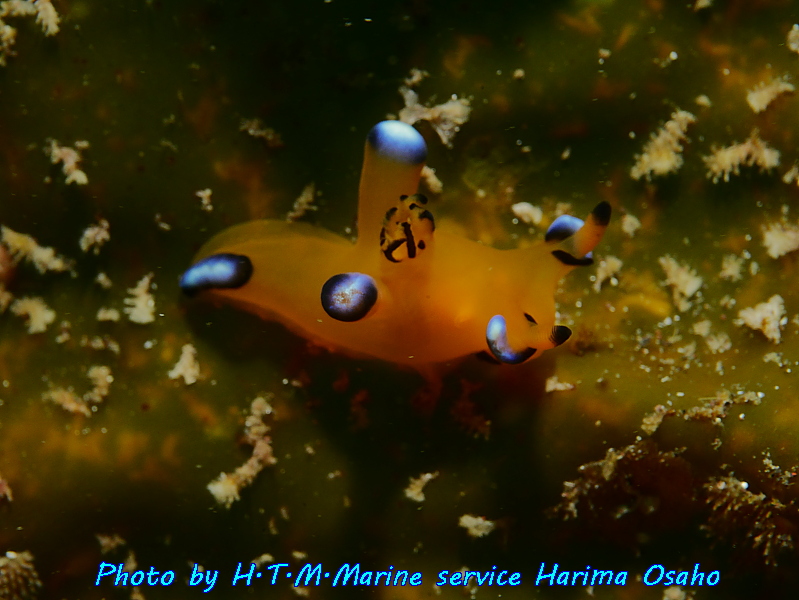 f:id:HTMMarine:20191023005906j:plain