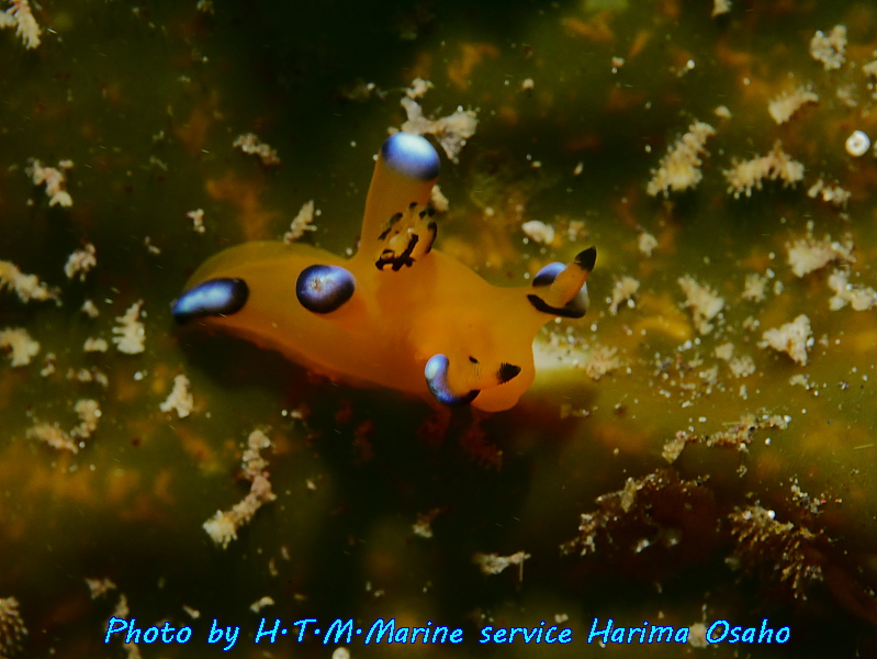 f:id:HTMMarine:20191023005930j:plain