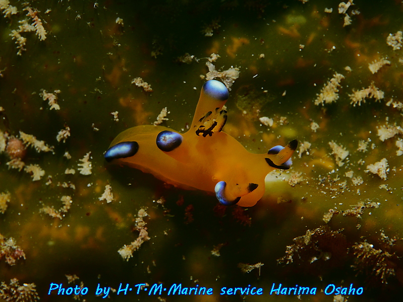 f:id:HTMMarine:20191023010235j:plain