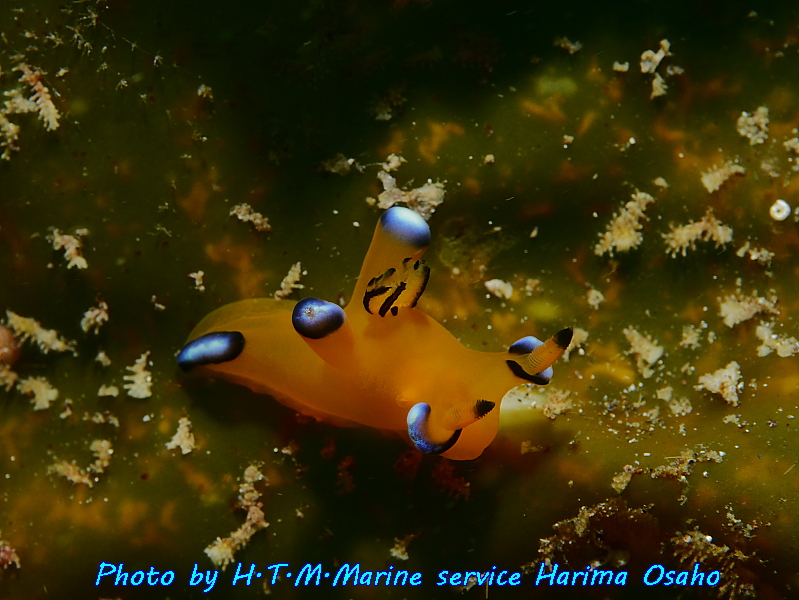 f:id:HTMMarine:20191023010318j:plain