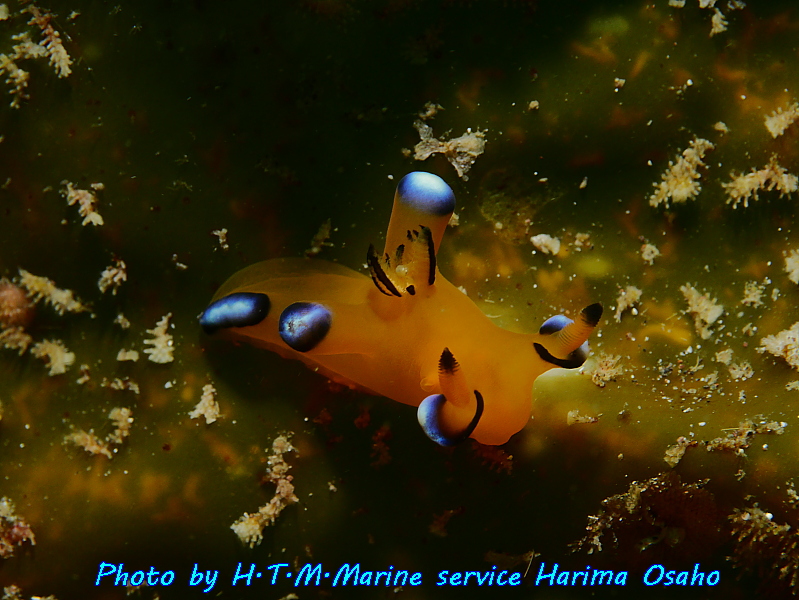 f:id:HTMMarine:20191023010408j:plain