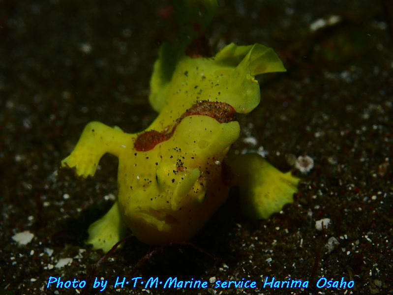 f:id:HTMMarine:20191103203011j:plain