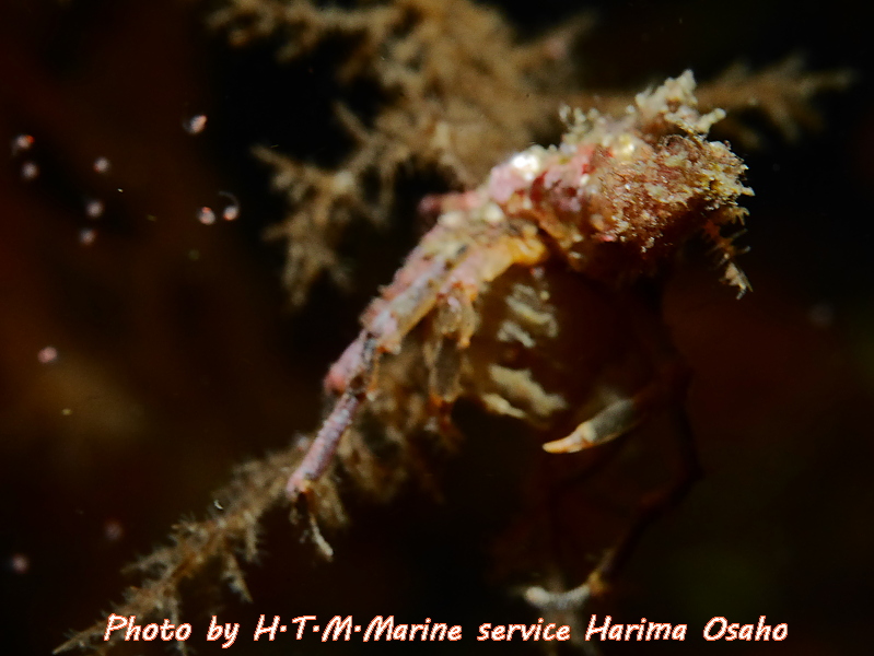 f:id:HTMMarine:20191115221249j:plain