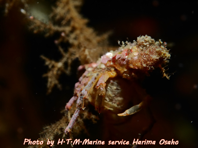 f:id:HTMMarine:20191115221325j:plain