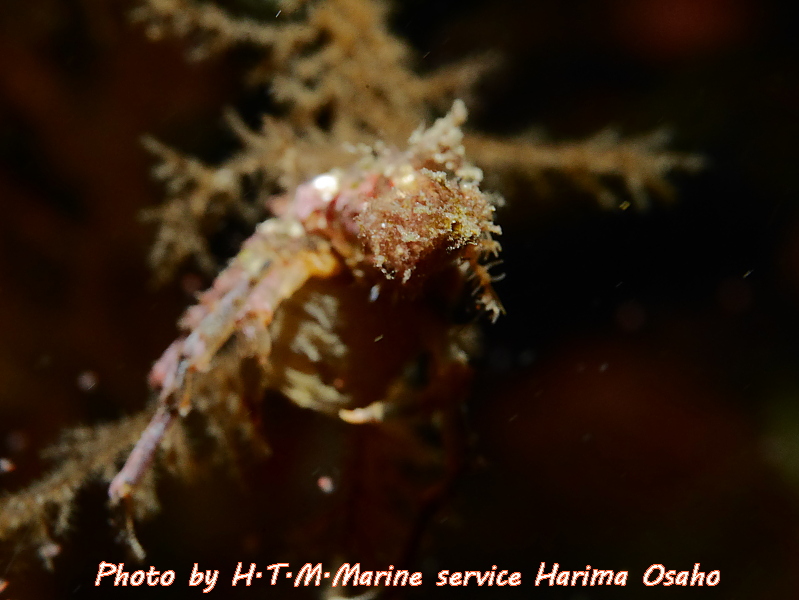 f:id:HTMMarine:20191115221403j:plain