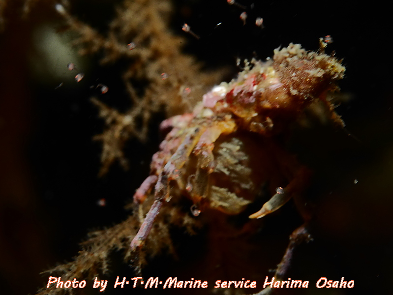 f:id:HTMMarine:20191115221441j:plain