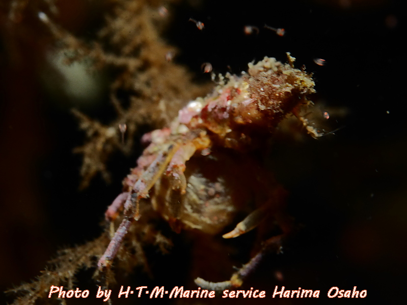 f:id:HTMMarine:20191115221524j:plain