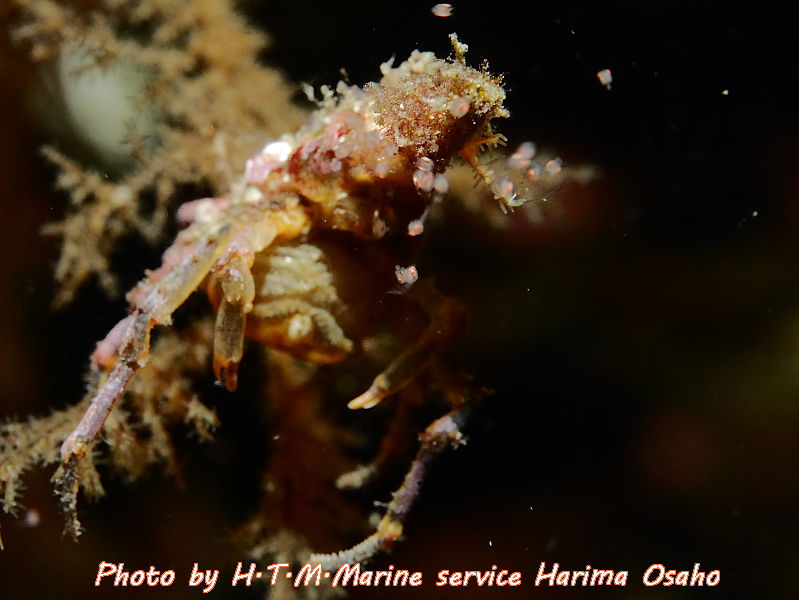 f:id:HTMMarine:20191115221621j:plain