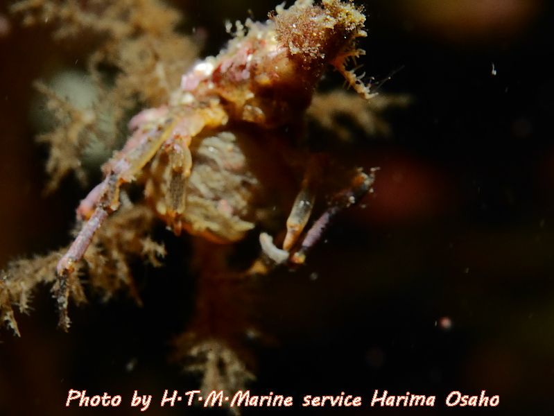 f:id:HTMMarine:20191115221745j:plain