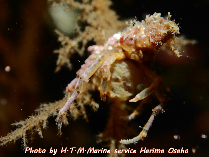 f:id:HTMMarine:20191115221830j:plain