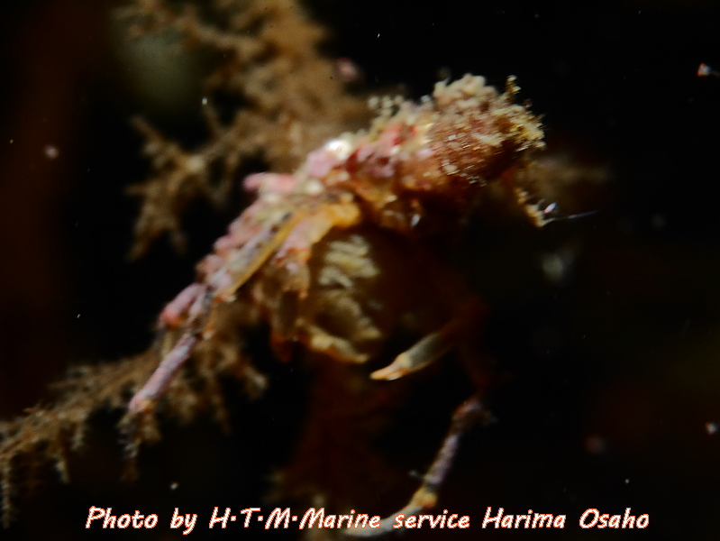 f:id:HTMMarine:20191115221920j:plain