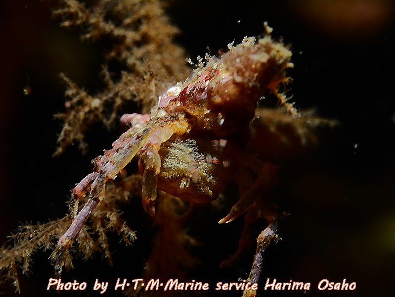 f:id:HTMMarine:20191115222117j:plain