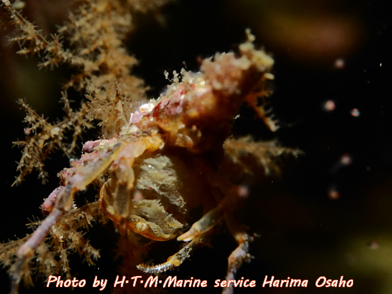 f:id:HTMMarine:20191115222926j:plain