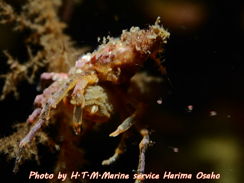 f:id:HTMMarine:20191115223414j:plain