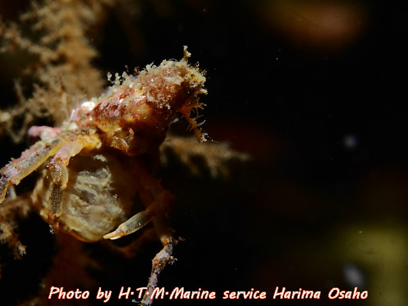 f:id:HTMMarine:20191115223504j:plain