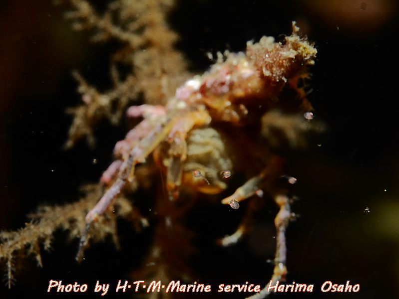 f:id:HTMMarine:20191115223553j:plain
