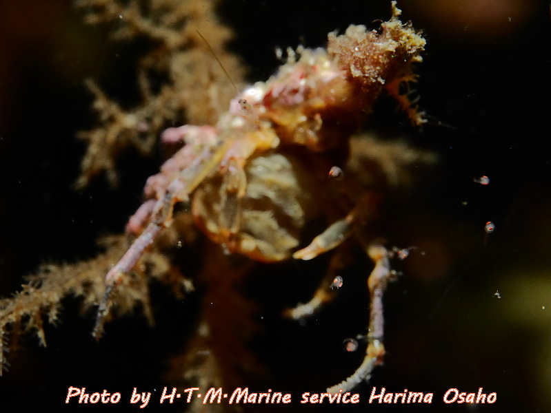 f:id:HTMMarine:20191115223645j:plain