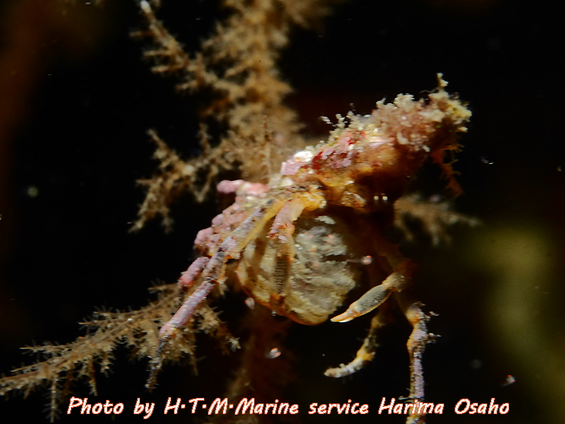 f:id:HTMMarine:20191115223735j:plain