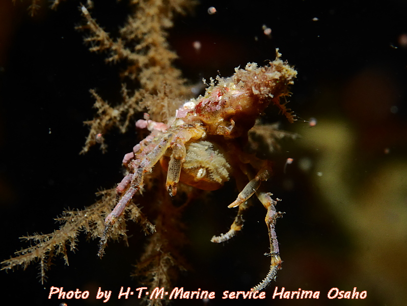f:id:HTMMarine:20191115223831j:plain