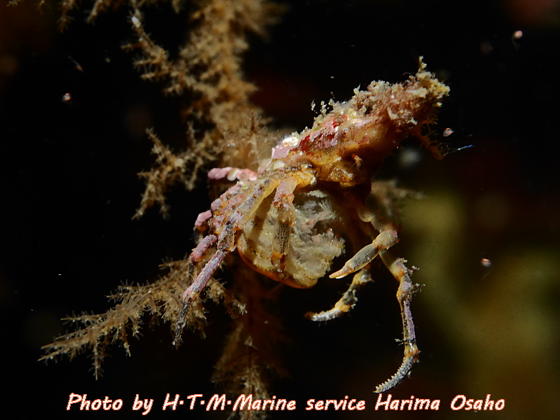 f:id:HTMMarine:20191115223926j:plain