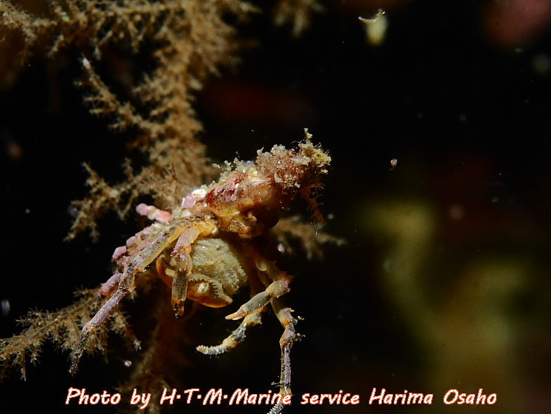 f:id:HTMMarine:20191115224315j:plain