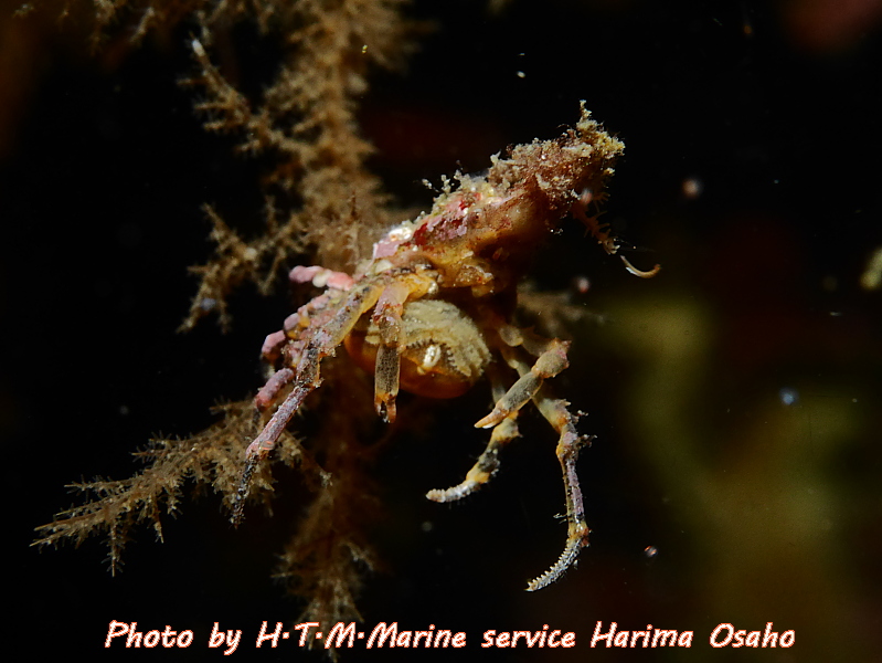 f:id:HTMMarine:20191115224429j:plain