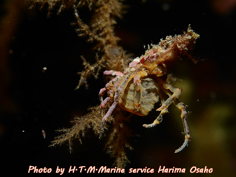 f:id:HTMMarine:20191115224624j:plain
