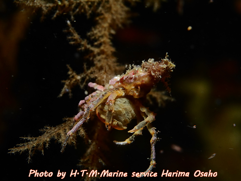 f:id:HTMMarine:20191115224804j:plain