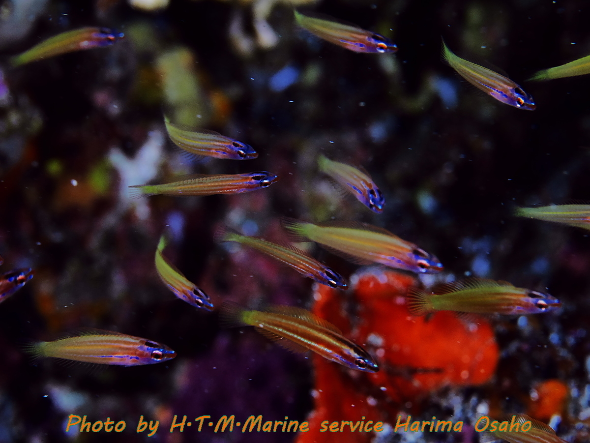 f:id:HTMMarine:20191119103201j:plain f:id:HTMMarine:20191119103201j:plain