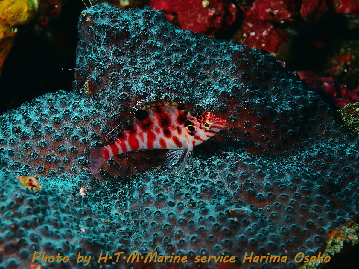 f:id:HTMMarine:20191119103323j:plain f:id:HTMMarine:20191119103323j:plain