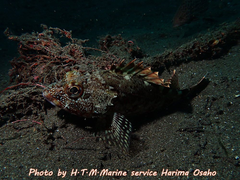 f:id:HTMMarine:20191127155126j:plain