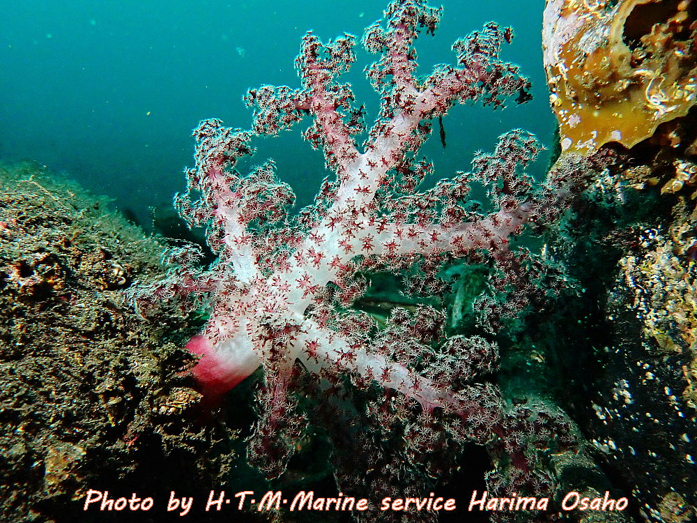f:id:HTMMarine:20191130112750j:plain f:id:HTMMarine:20191130112750j:plain