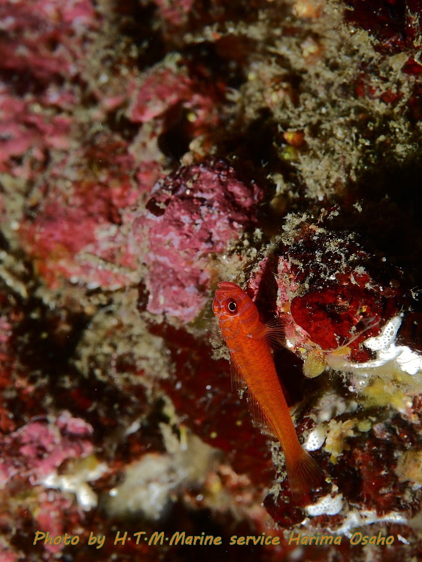 f:id:HTMMarine:20191201202001j:plain f:id:HTMMarine:20191201202001j:plain