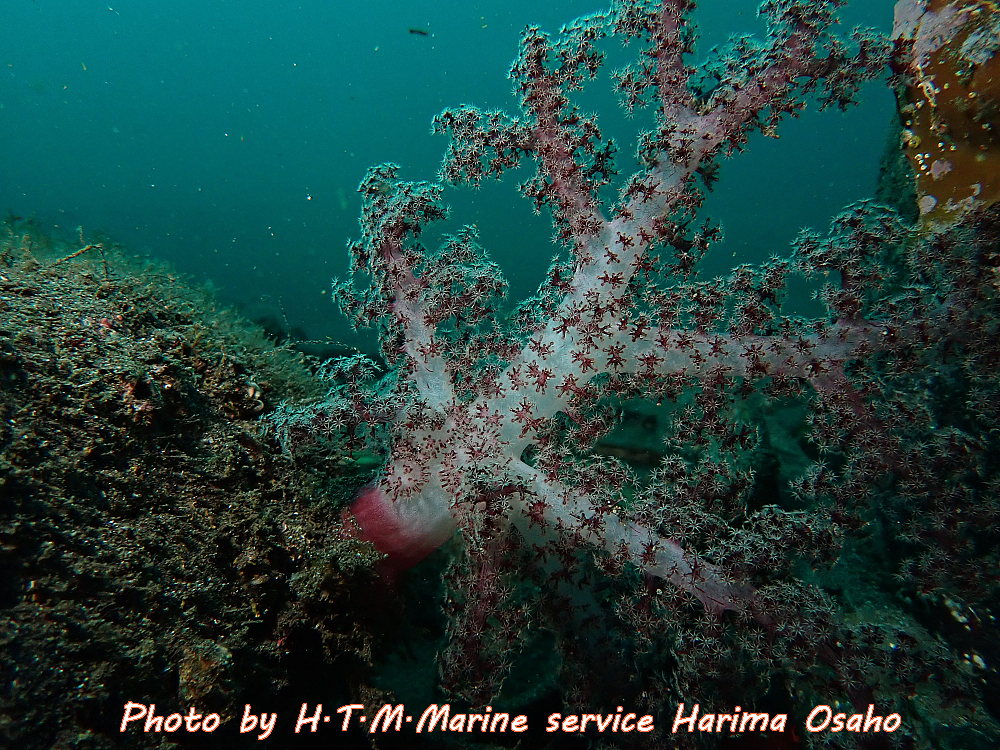 f:id:HTMMarine:20191206233920j:plain