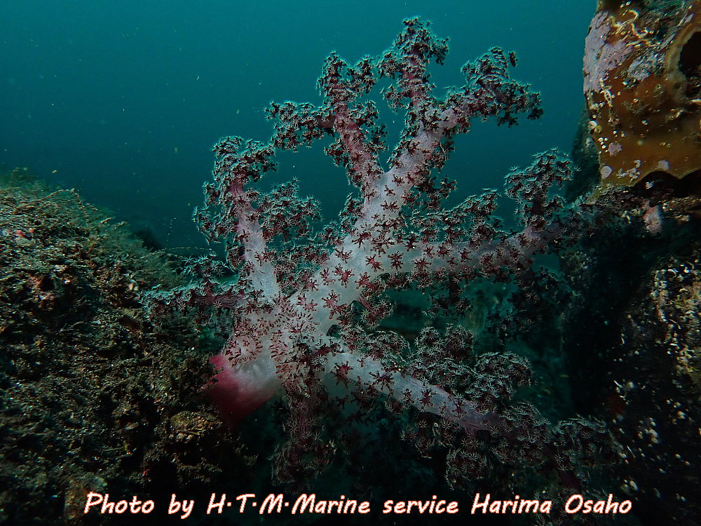 f:id:HTMMarine:20191206234003j:plain