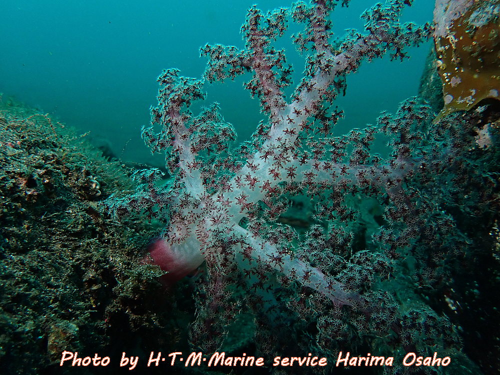 f:id:HTMMarine:20191206234045j:plain