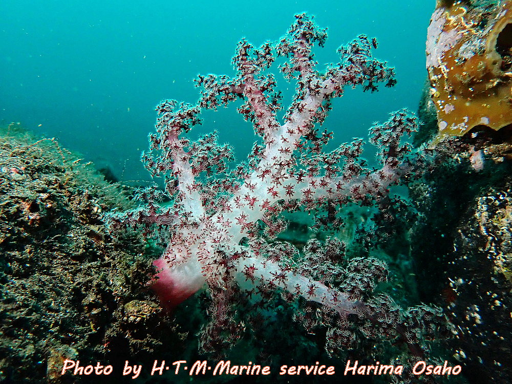 f:id:HTMMarine:20191214131052j:plain