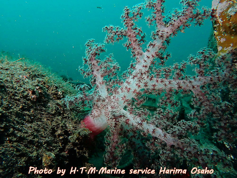 f:id:HTMMarine:20191214131159j:plain