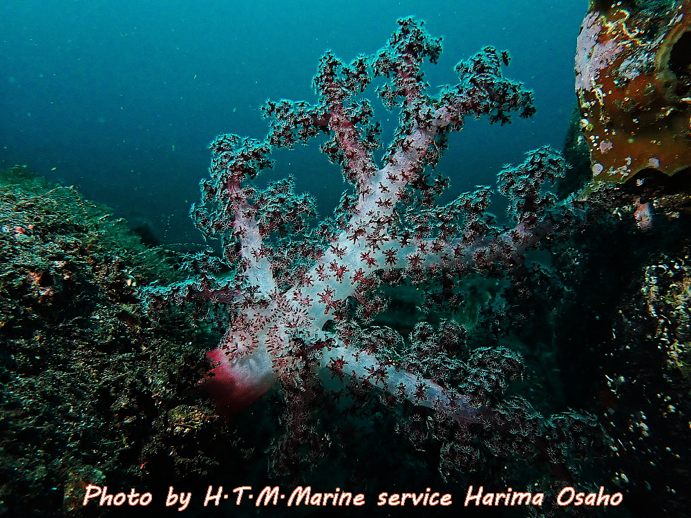 f:id:HTMMarine:20191214131524j:plain
