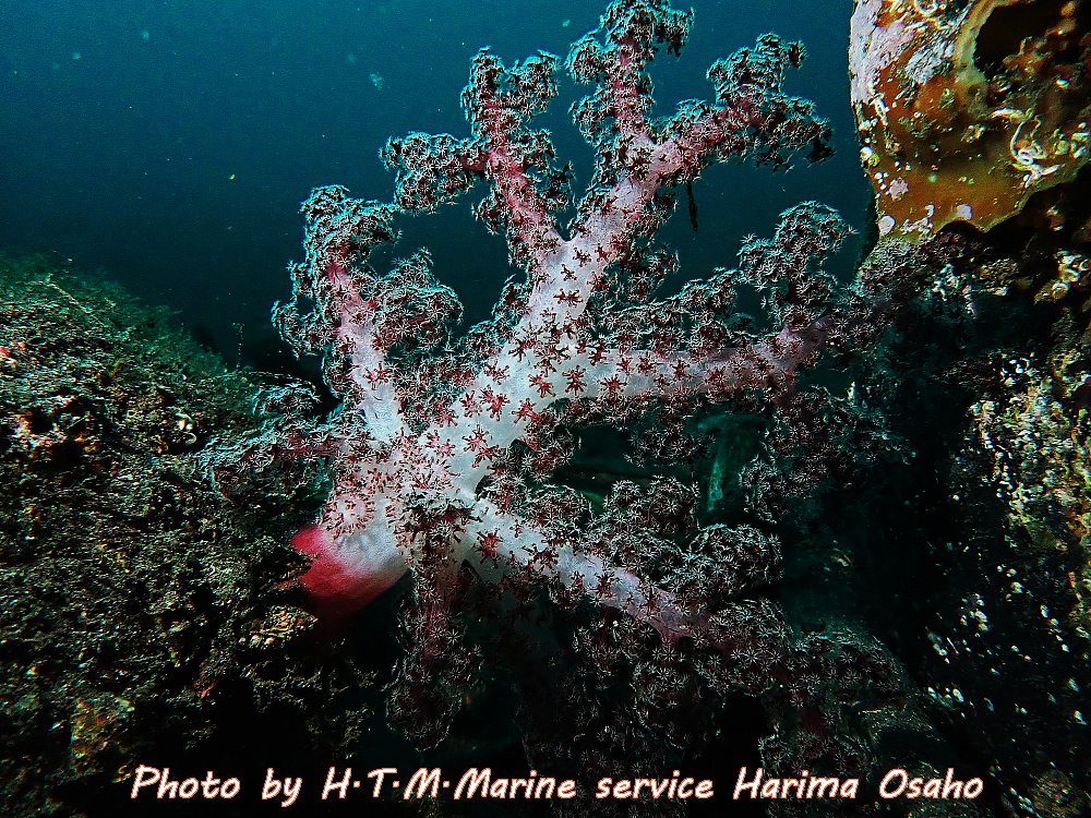 f:id:HTMMarine:20191214131650j:plain