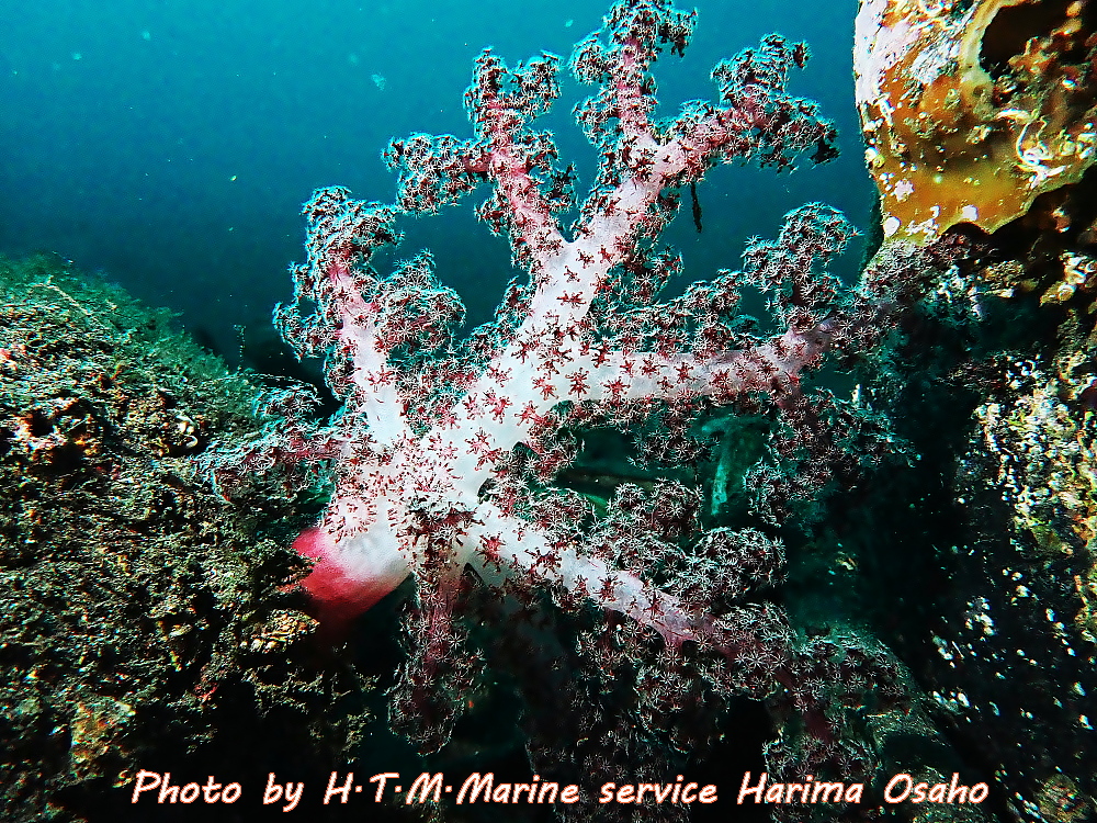 f:id:HTMMarine:20191214131801j:plain