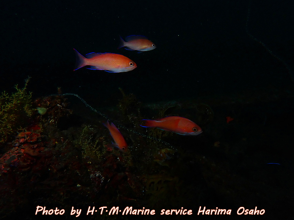 f:id:HTMMarine:20191218234933j:plain
