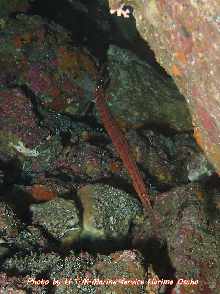 f:id:HTMMarine:20200526213126j:plain