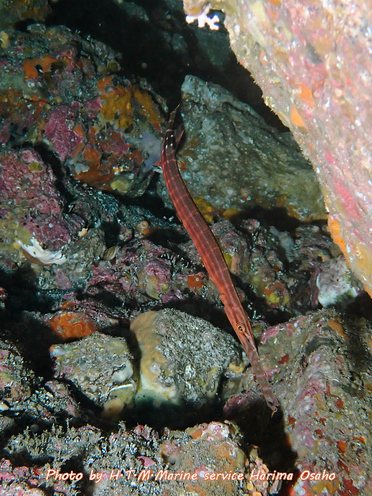 f:id:HTMMarine:20200526213148j:plain